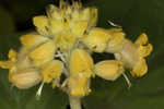 Yellow unicorn-plant